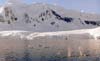Orca's on Antarctica